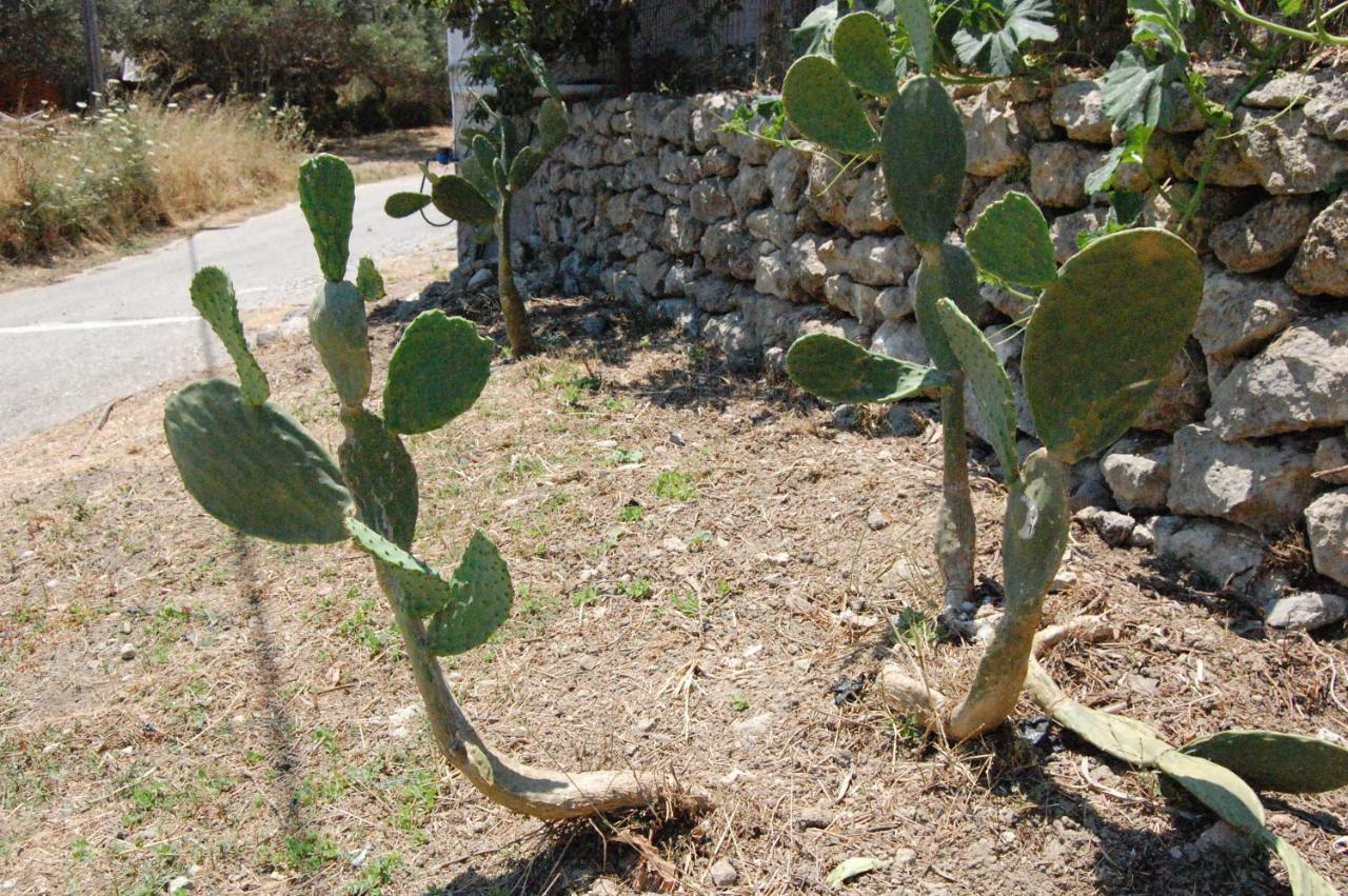Old Winery House * Kolymbari